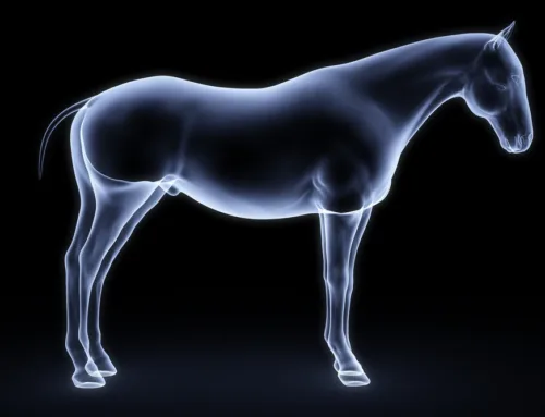 THE ROLE OF BIOELECTRONICS IN OPTIMISING EQUINE REHABILITATION & RECOVERY
