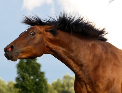 IS YOUR HORSE STRESSED