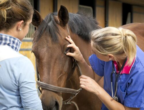 BEST WOUND CARE FOR YOUR HORSE